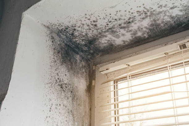 Affordable Black Mold Remediation solutions in Conroe, TX